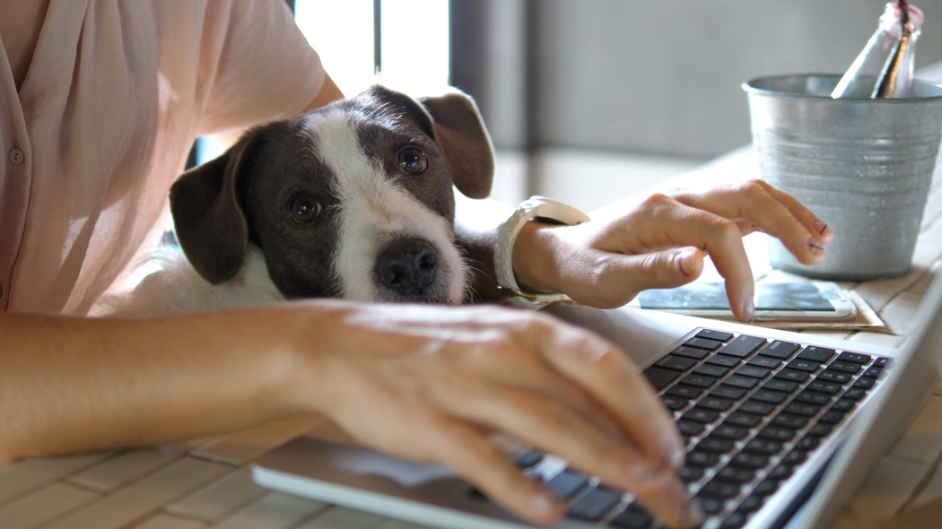 An image of a person typing on a laptop. There is a puppy resting its head on the laptop keyboard.