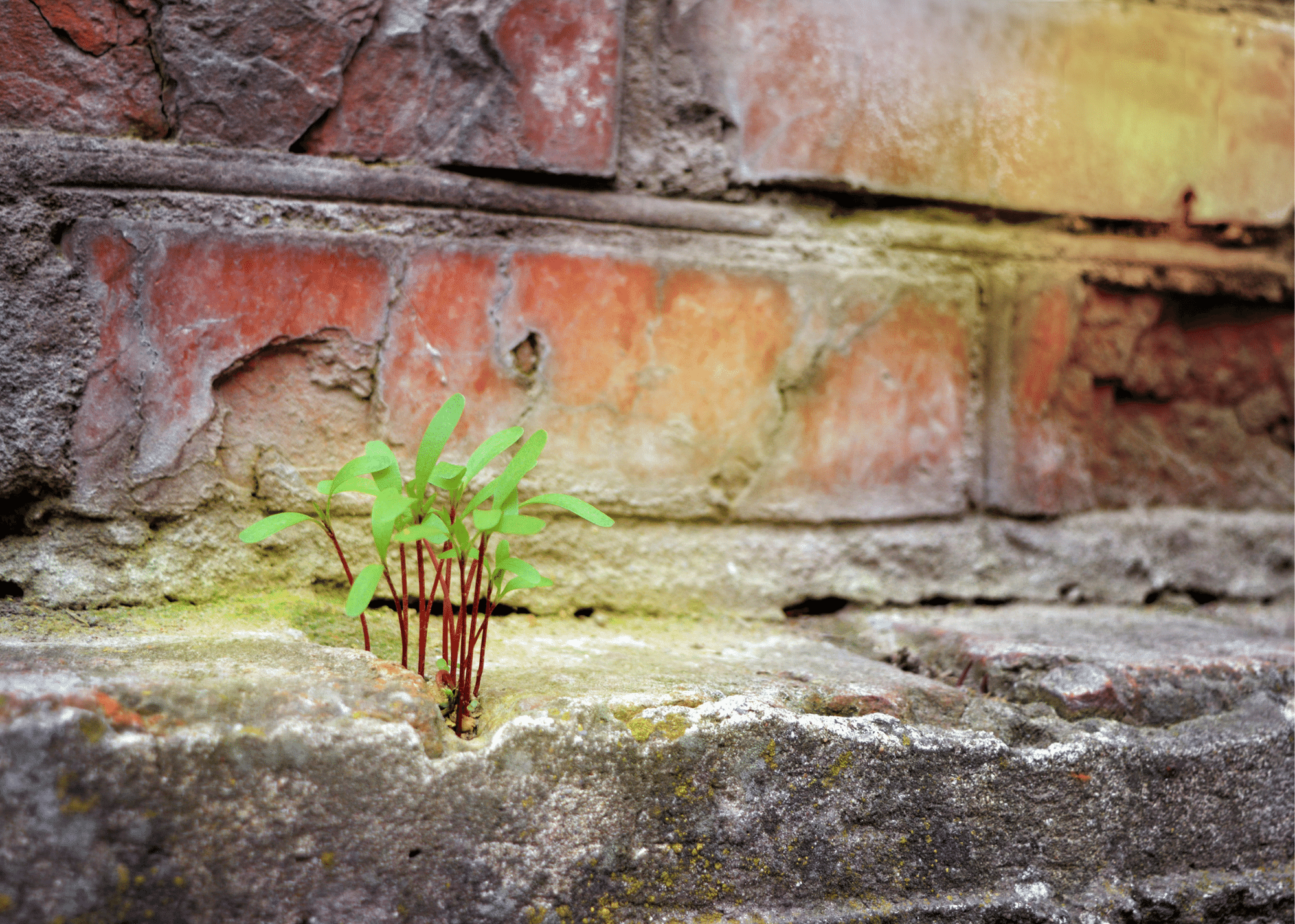 A close up photo of a small plant growing in a crack in some concrete. There is a brick in background