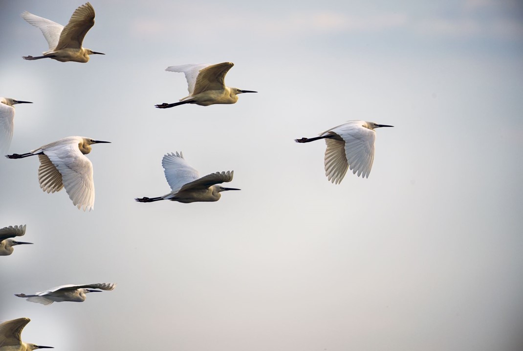 Storks flying in formation