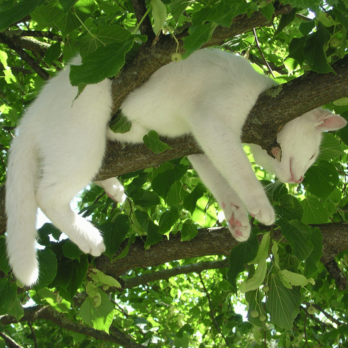 Cat stuck in a tree